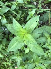 Mentha × piperita