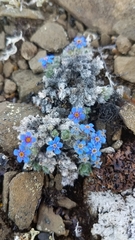 Eritrichium aretioides