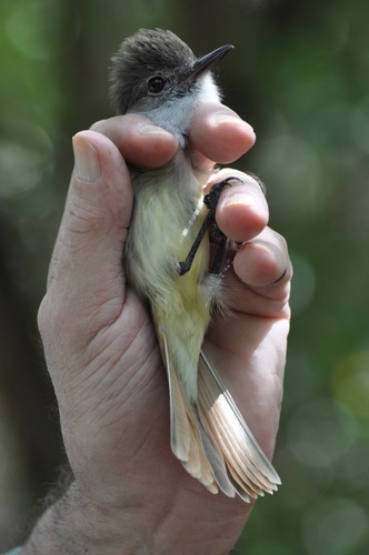Lesser Antillean Flycatcher (Myiarchus oberi), photo 10