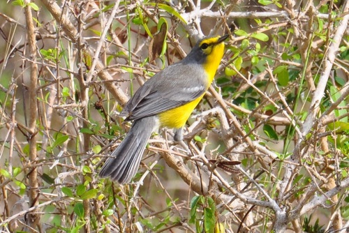 Barbuda Warbler (Setophaga subita), photo 4