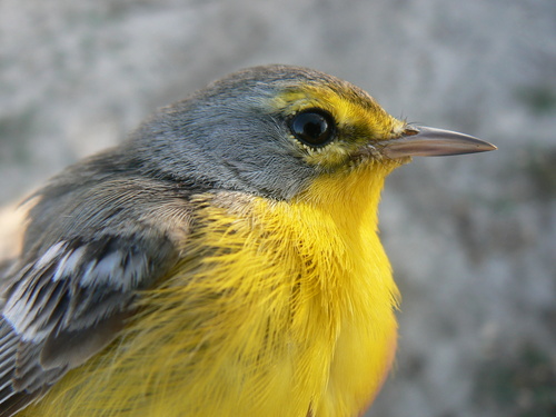 Barbuda Warbler (Setophaga subita), photo 3