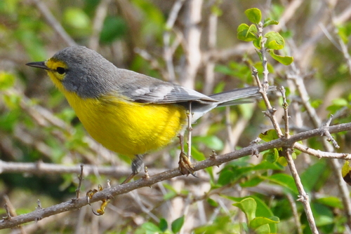 Barbuda Warbler (Setophaga subita), photo 5