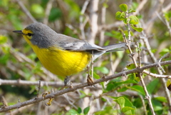 Barbuda Warbler photo 3