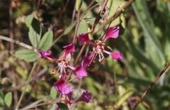 Clarkia unguiculata