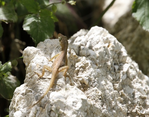 Barbuda Bush Anole, Anolis forresti