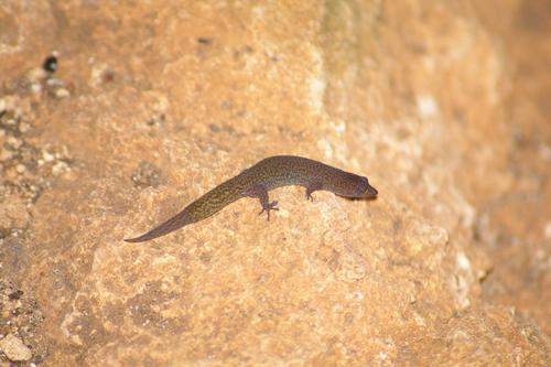 Antigua Bank Geckolet, Sphaerodactylus elegantulus