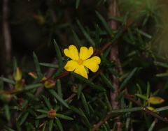 Hibbertia cistiflora