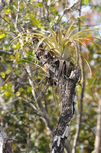 giant airplant photographed in Antigua and Barbuda