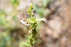 Penstemon deustus