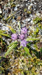 Saussurea angustifolia