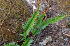 Polystichum imbricans