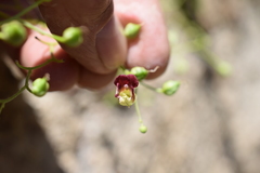 Scrophularia desertorum