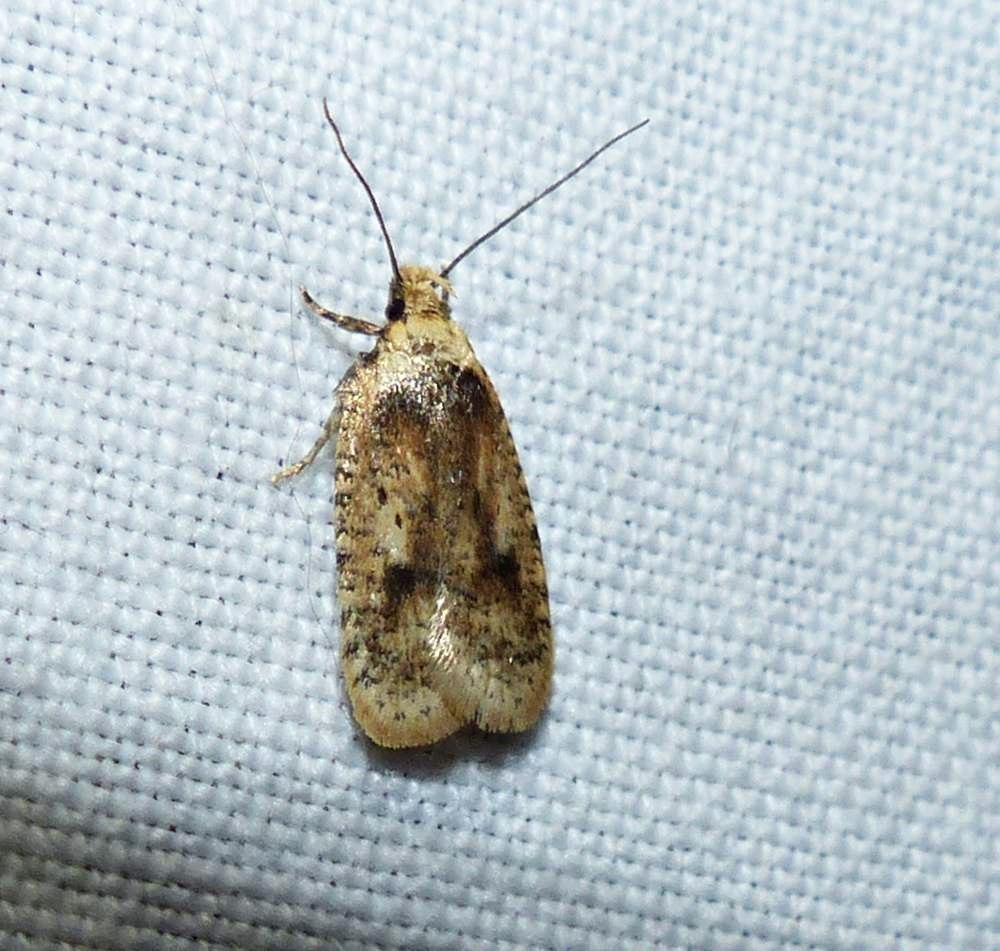 Agonopterix flavicomella