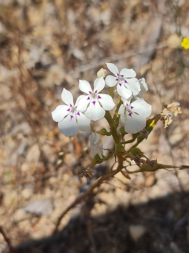 Image of Isotoma hypocrateriformis by (c) Belinda Forbes, some rights reserved (CC BY)