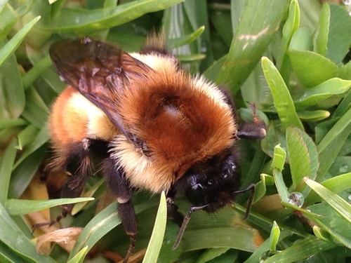 Mesoamerican Bumble Bee