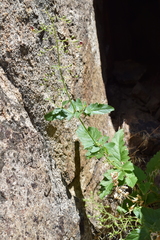 Scrophularia desertorum