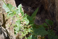 Scrophularia desertorum