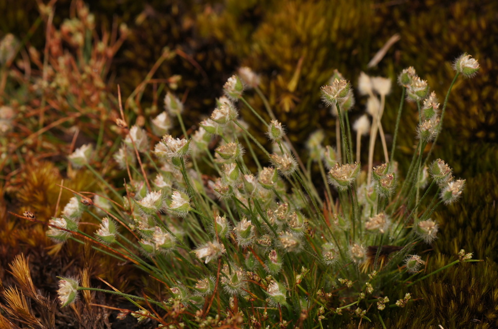 hairy centrolepis