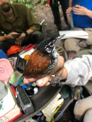 Cantorchilus nigricapillus