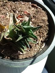 Haworthia