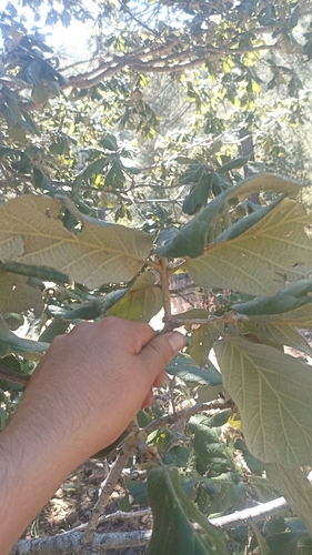 Quercus huicholensis