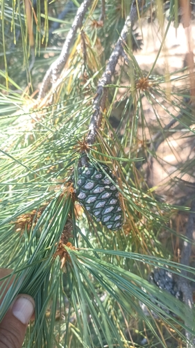 Chihuahuan pine