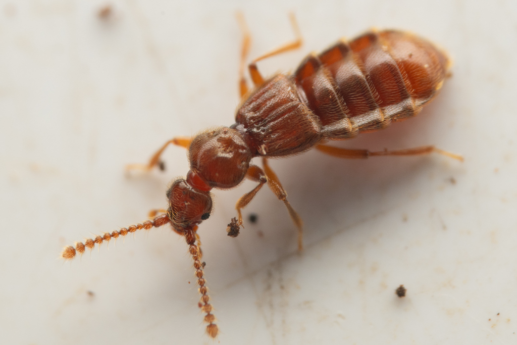 Megarafonus