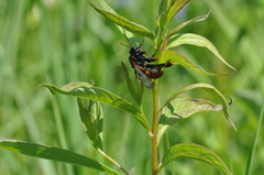 Cimbicidae