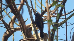 Chrysomus ruficapillus