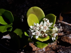 Hoya australis australis