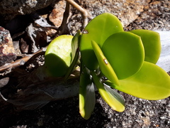 Hoya australis australis