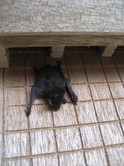 Pipistrellus abramus