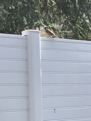 Passer domesticus
