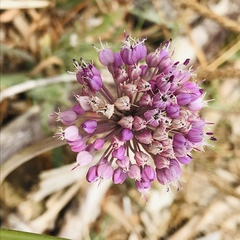 Allium ampeloprasum
