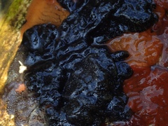 Botryllus schlosseri