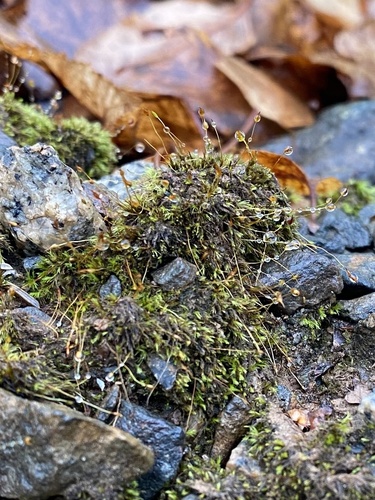 Ditrichum pusillum, 2024-11-05
