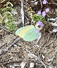 Gonepteryx cleopatra