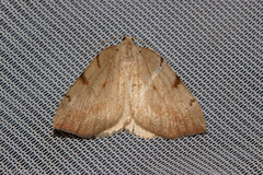 Sestra humeraria