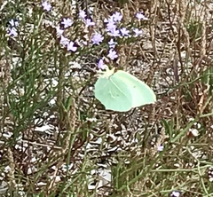 Gonepteryx cleopatra