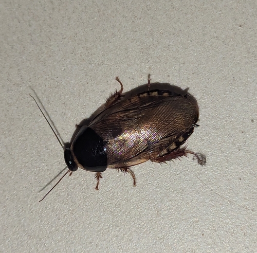 Surinam cockroach