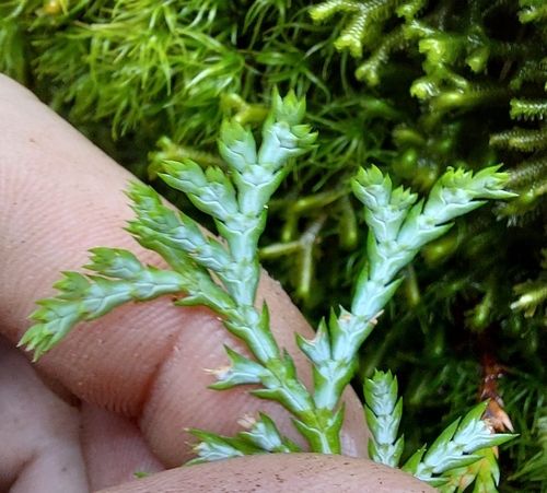 Chamaecyparis formosensis, photograph 6