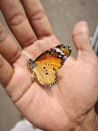 Plain Tiger Butterfly
