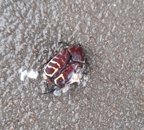 Hologymnetis undulata