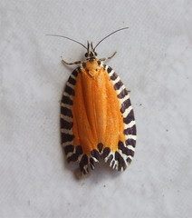 Pseudatteria volcanica