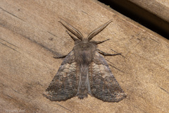 Declana griseata
