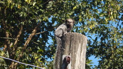 Callithrix penicillata