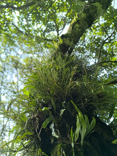 Moss Tufted Orchid (Jacquiniella teretifolia)