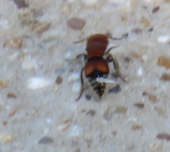 Pseudomethoca oceola