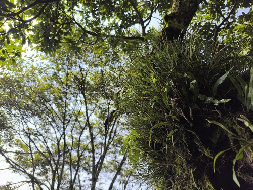 Image of Jacquiniella teretifolia by (c) Victor De la Cruz, some rights reserved (CC BY)