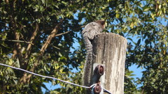 Callithrix penicillata